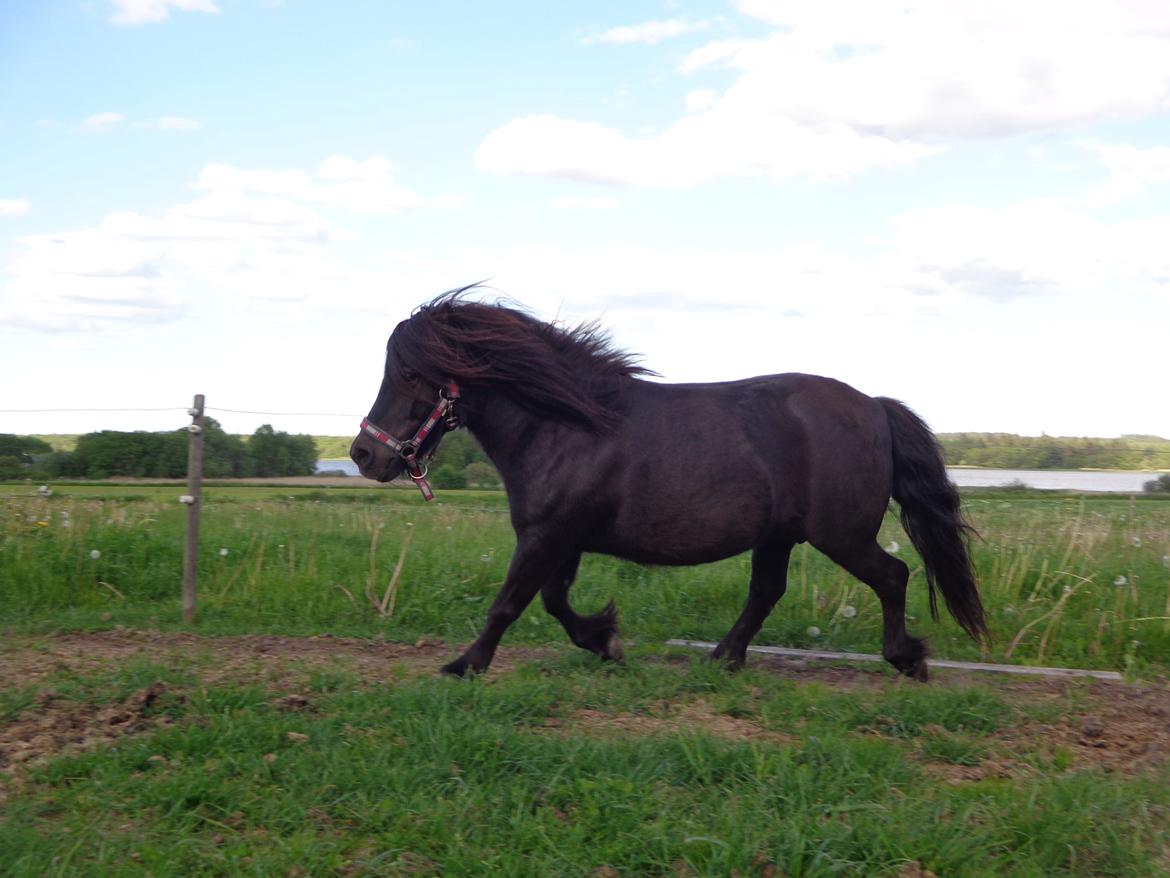 Shetlænder Milimeter billede 7