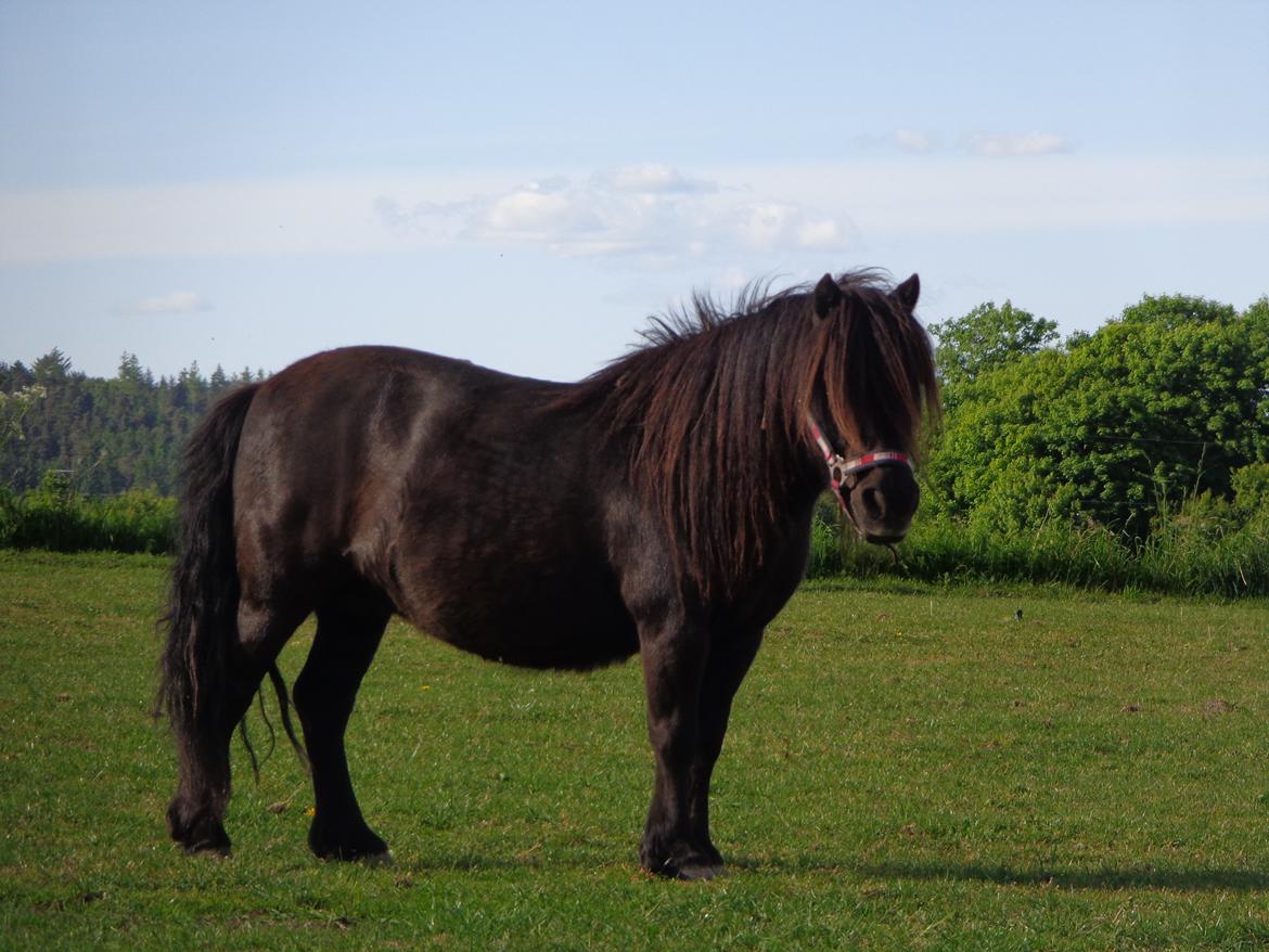 Shetlænder Milimeter billede 6