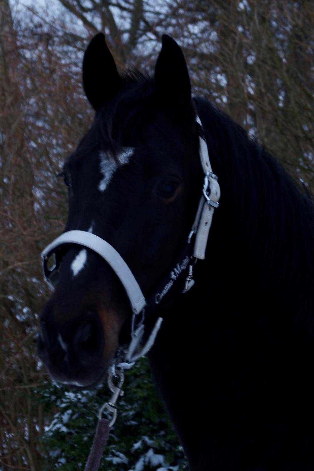 Dansk Varmblod Mo Cruisle "Pusle" - 2014 billede 9