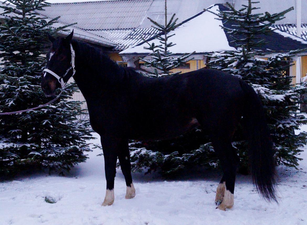 Dansk Varmblod Mo Cruisle "Pusle" - 2014 billede 10
