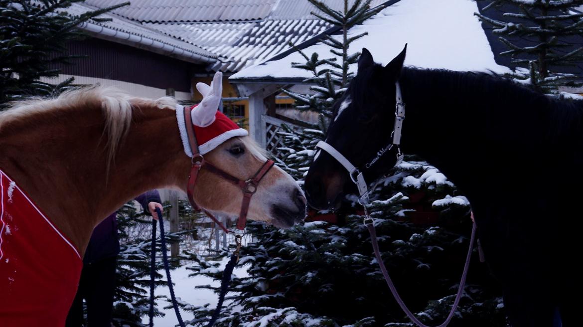 Dansk Varmblod Mo Cruisle "Pusle" - Navaro & "Pusle", 2014. billede 11
