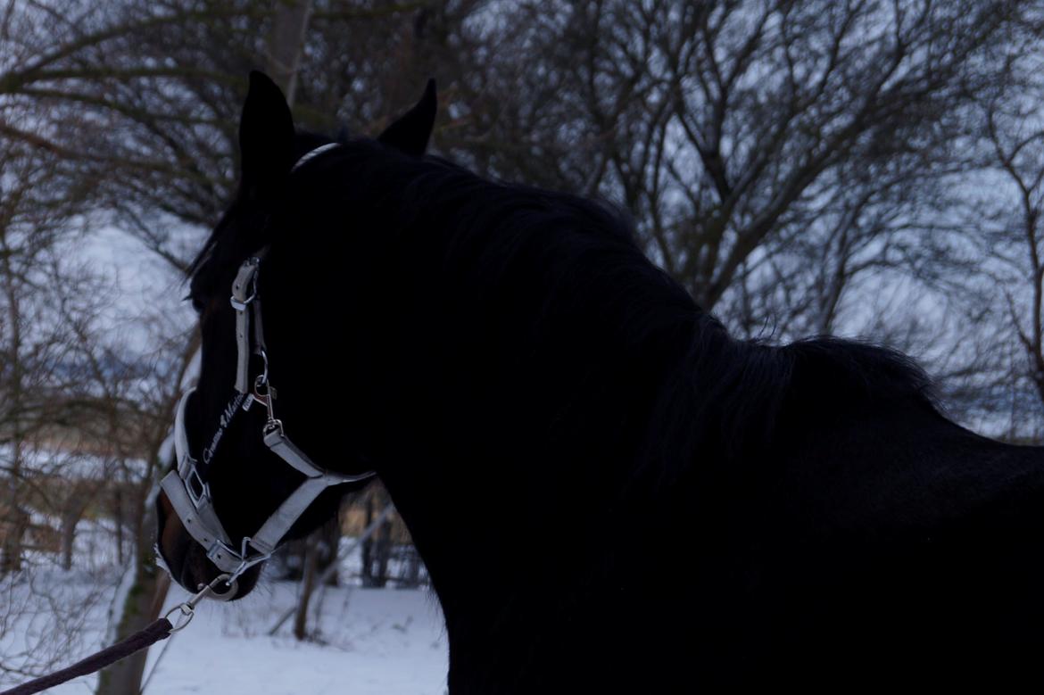 Dansk Varmblod Mo Cruisle "Pusle" - 2014 billede 12