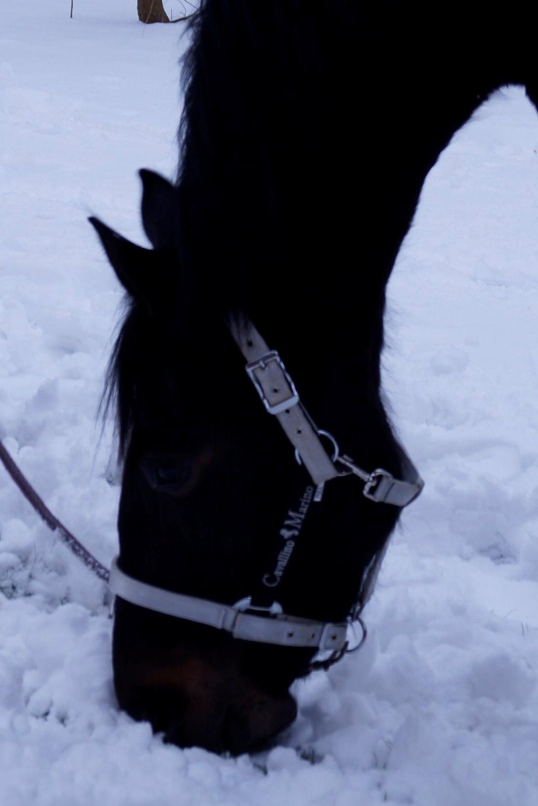 Dansk Varmblod Mo Cruisle "Pusle" - 2014 billede 13