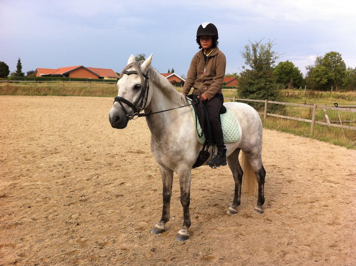 Connemara Aabæks Robin Lee (Cozmo) billede 2