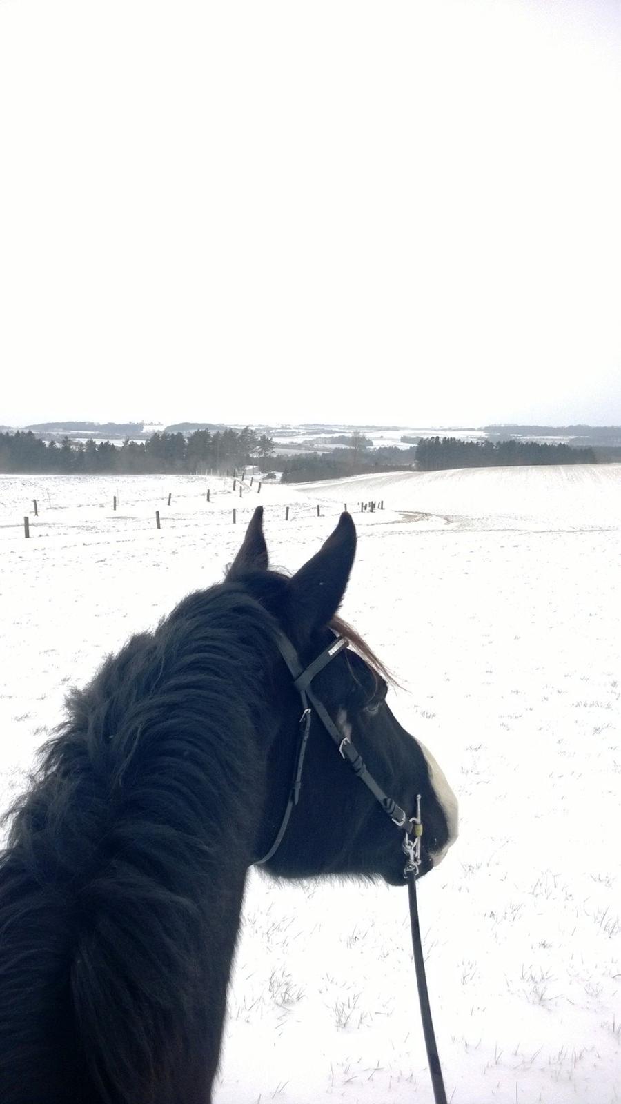 Anden særlig race Klitgaards Mr Big *R.I.P* - 29 Januar 2014, første sne ridetur <3 billede 19