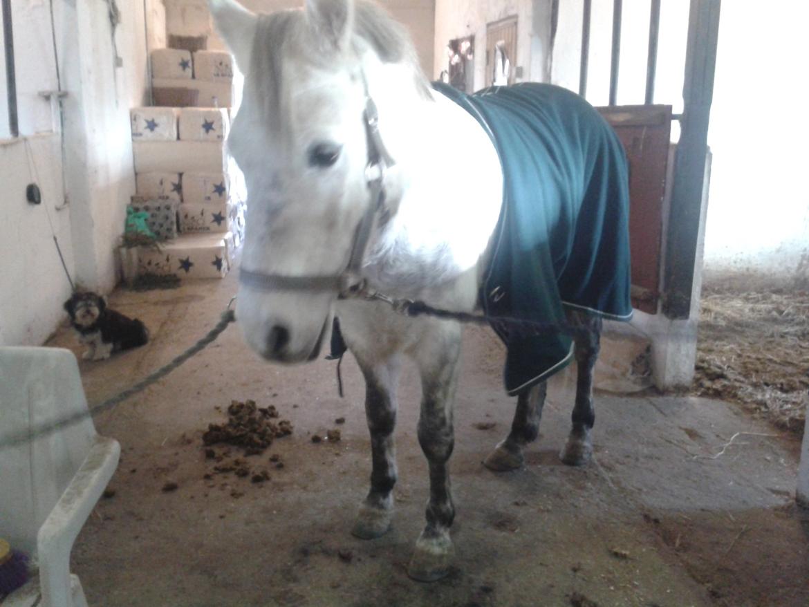 Connemara Aabæks Robin Lee (Cozmo) billede 3