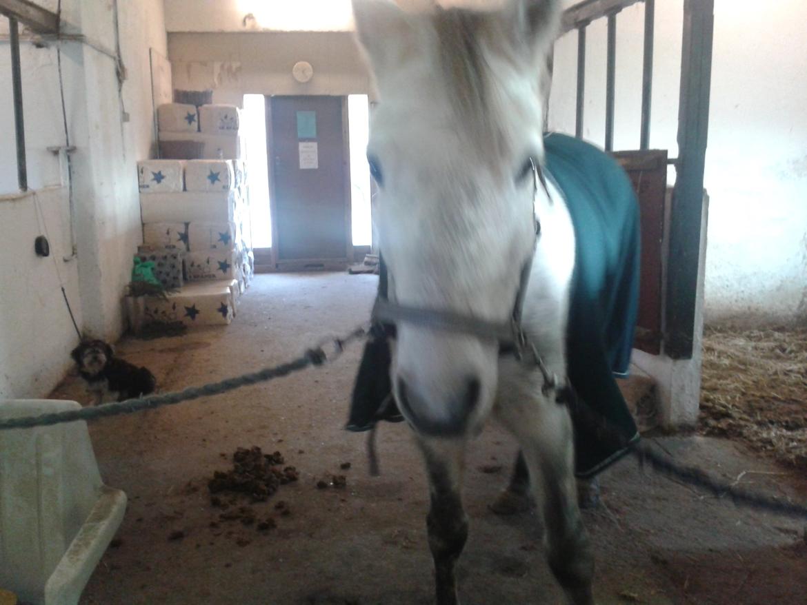 Connemara Aabæks Robin Lee (Cozmo) billede 4