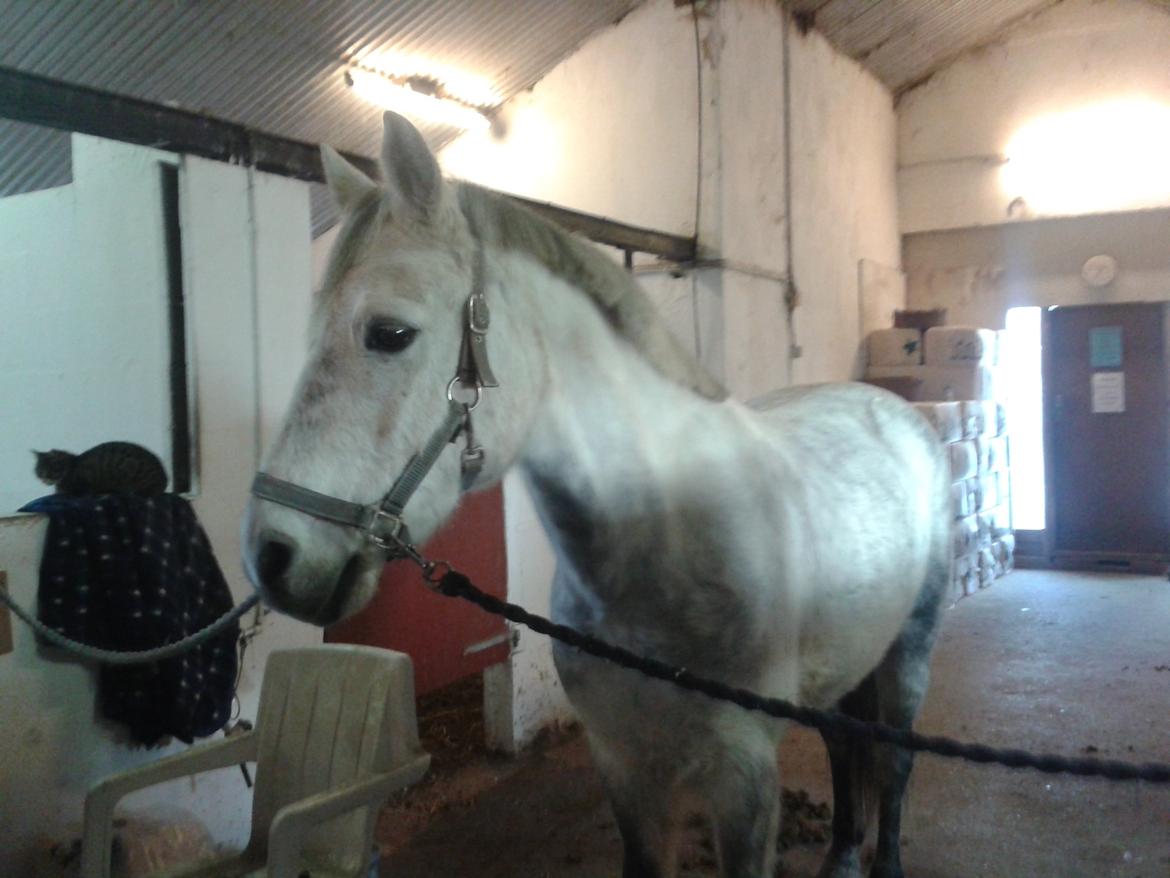 Connemara Aabæks Robin Lee (Cozmo) billede 5