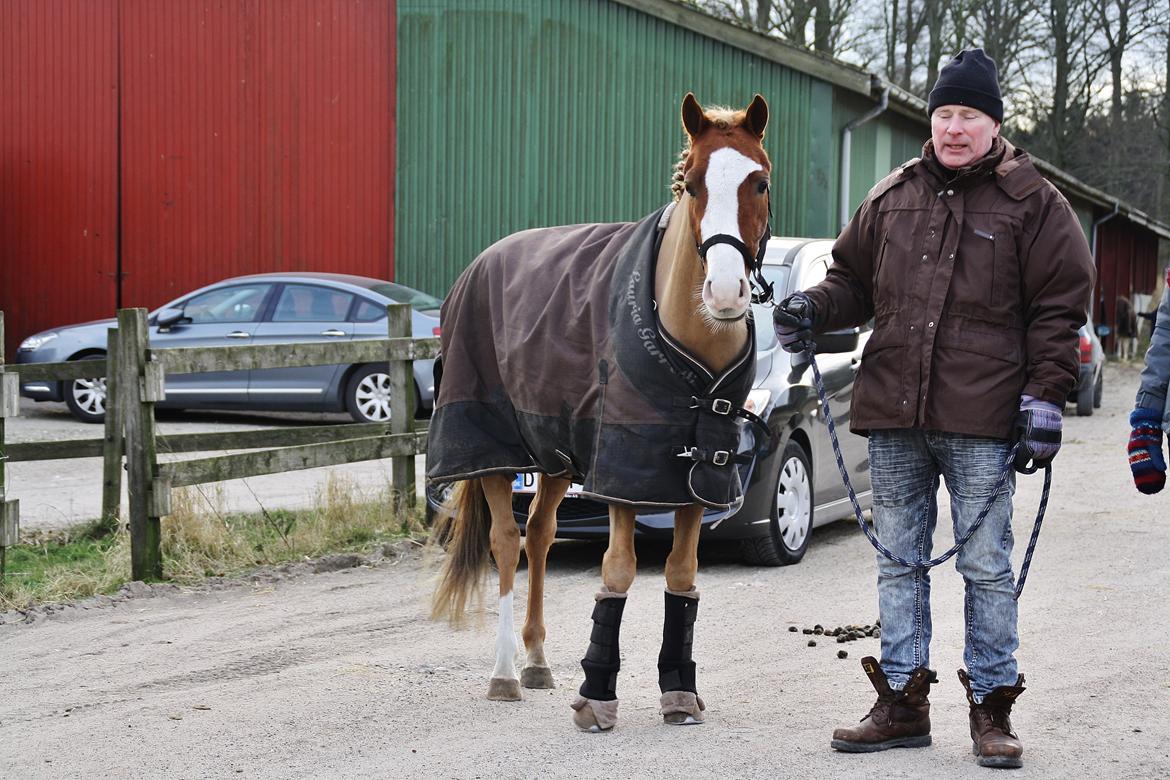 Welsh Partbred (Sec F) Ørsted's Carpaccio billede 35