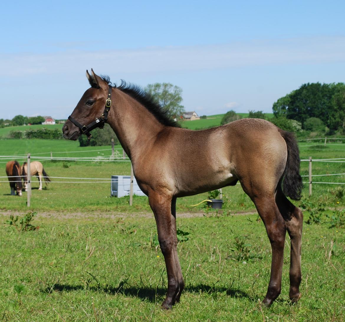 Pura Raza Española Rohans Narja billede 16
