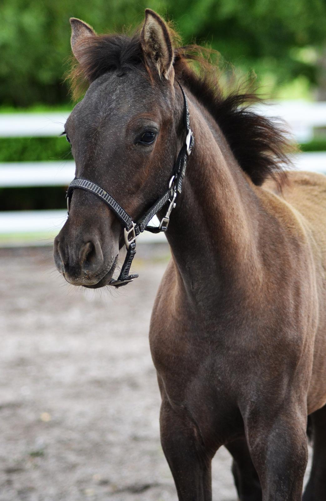 Pura Raza Española Rohans Narja billede 18