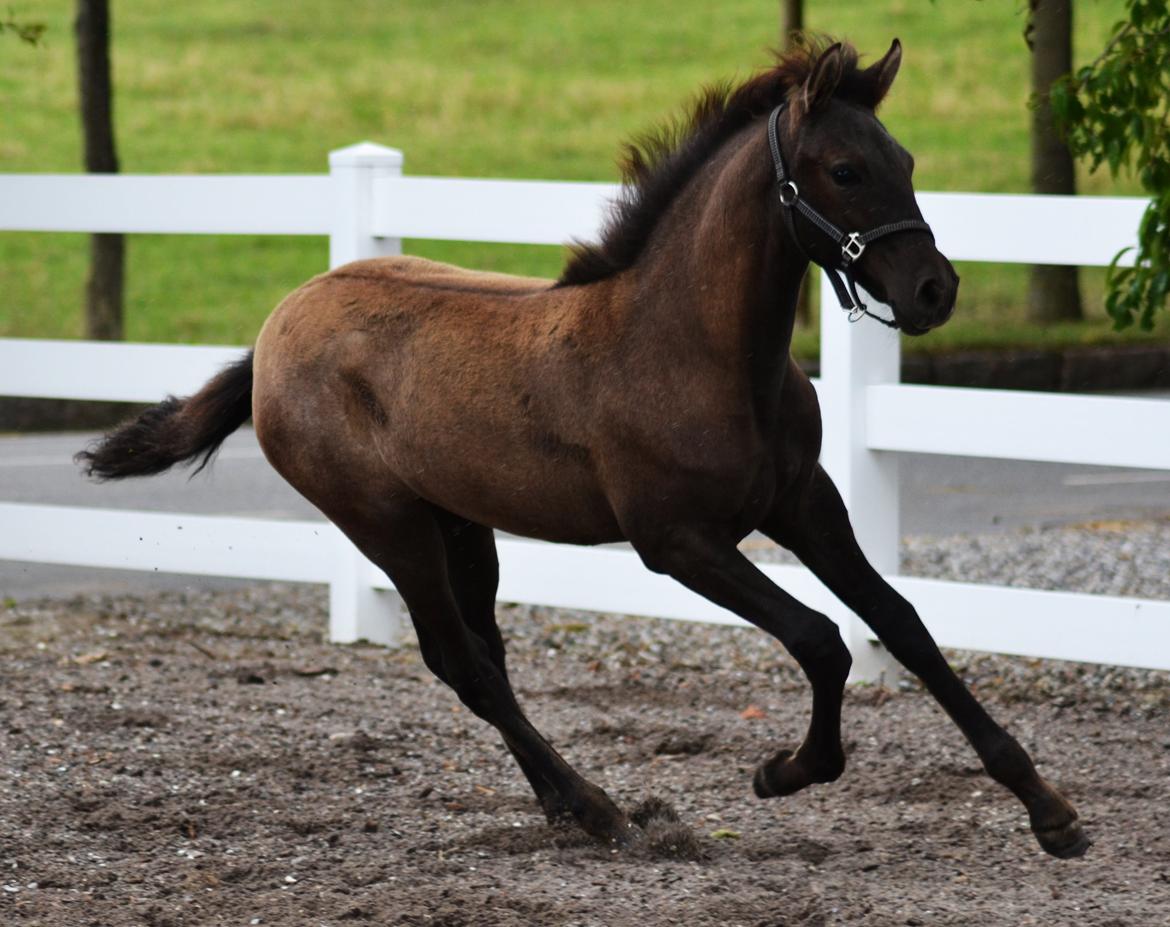 Pura Raza Española Rohans Narja billede 1