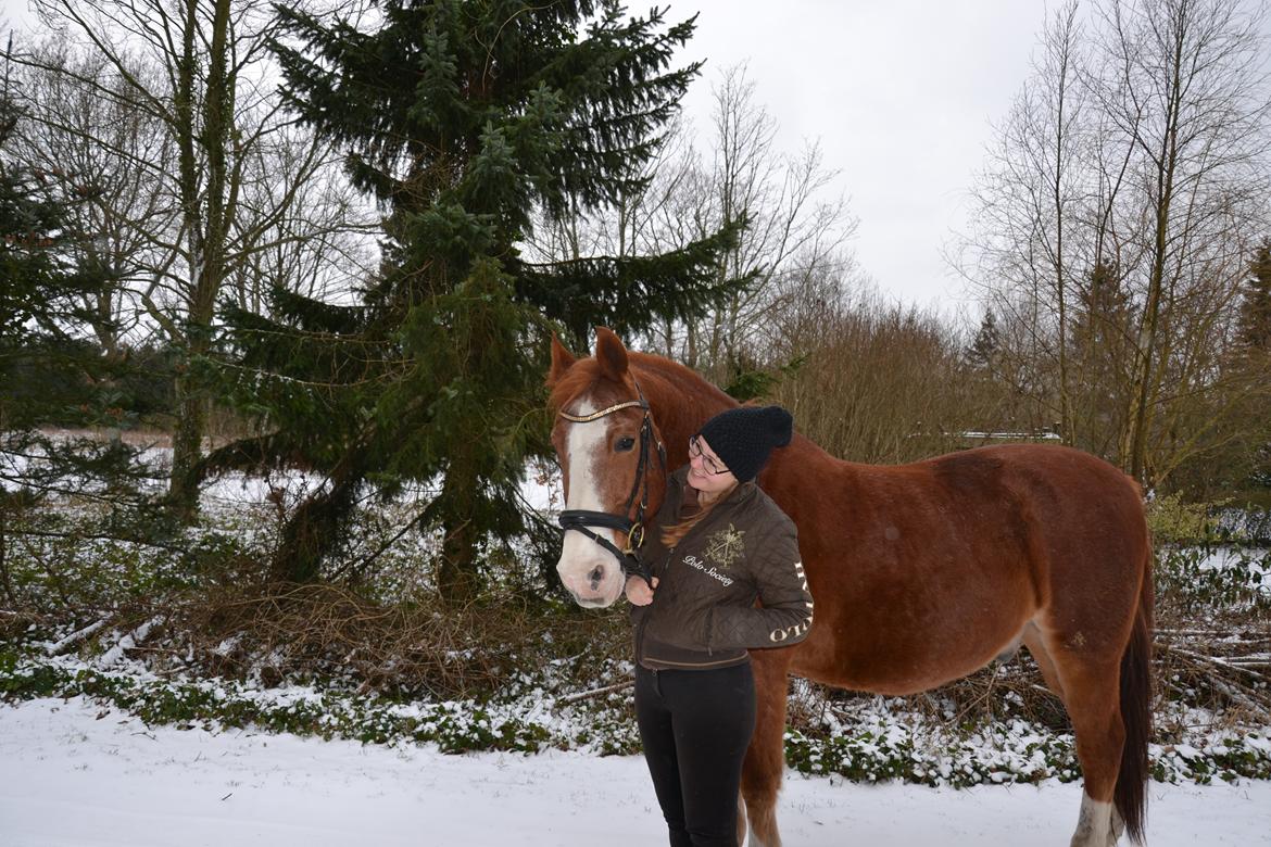 Frederiksborg Niklas Åvang - den bedste hest i hele verden <3 billede 18