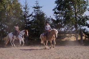 Haflinger Navaro Aflivet billede 17