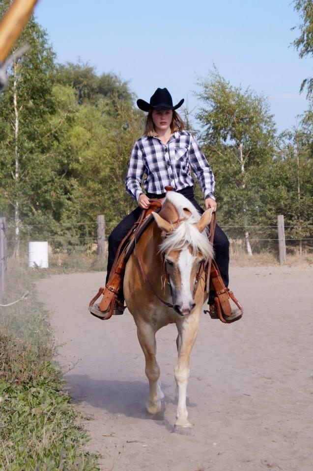 Haflinger Navaro Aflivet billede 18