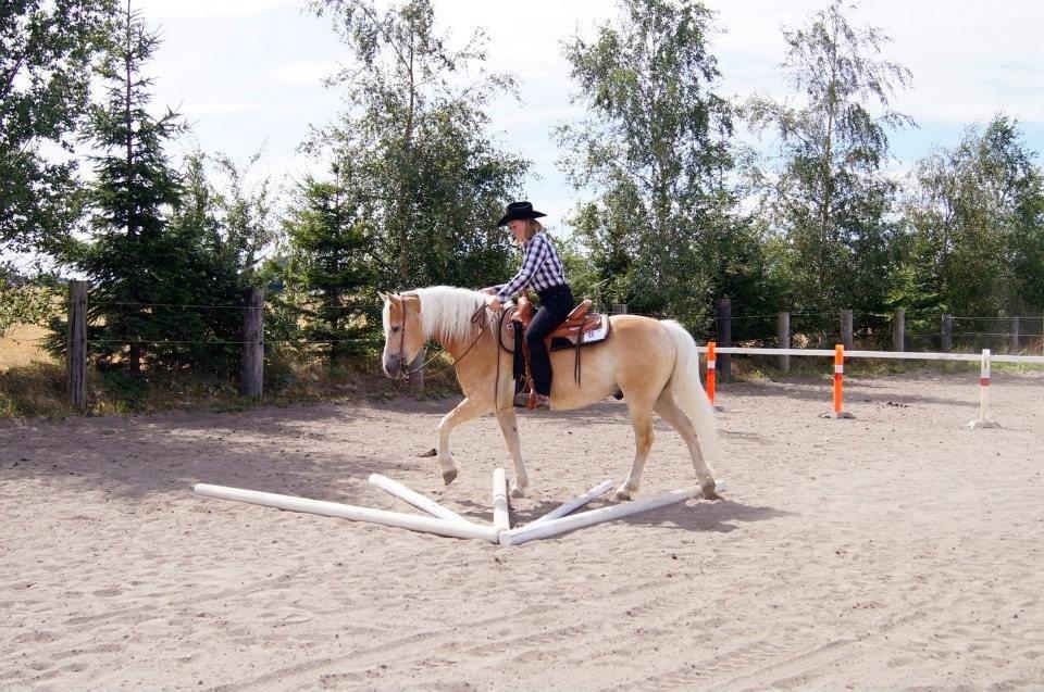 Haflinger Navaro Aflivet billede 20