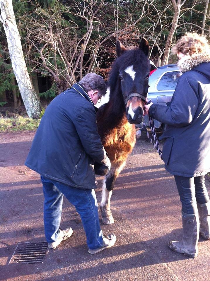 Anden særlig race Django - Django til handelsundersøgelse. Han klarede det simpelthen så fint, og gik lige igennem. Er så stolt af ham <3 billede 22