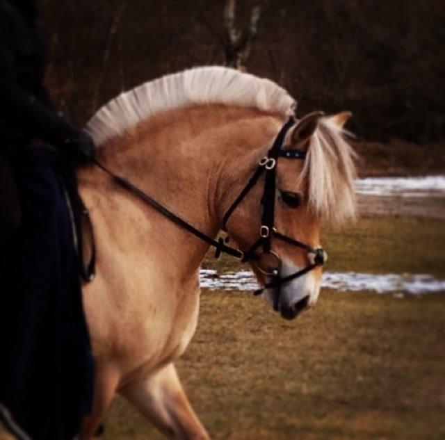Fjordhest Musse <3  billede 14