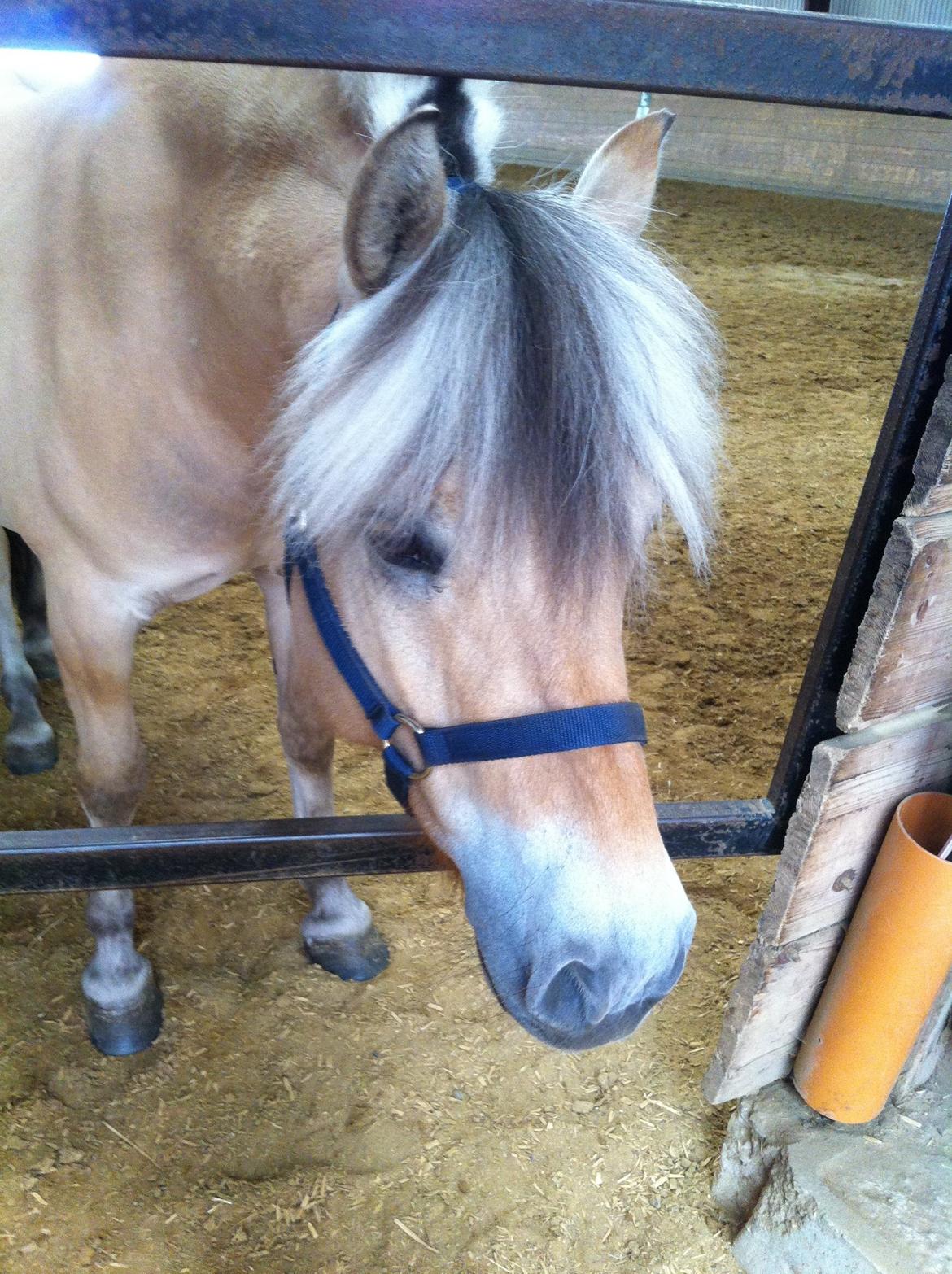 Fjordhest Musse <3  billede 15