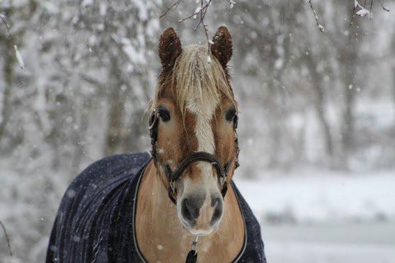 Haflinger Asterix - <3<3 billede 6