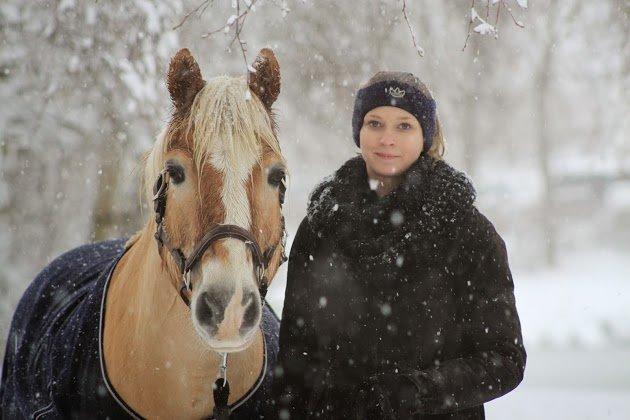 Haflinger Asterix - // foto: Louise Simonsen billede 1