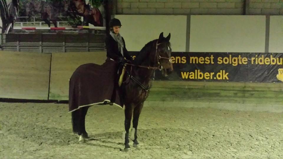 Dansk Varmblod Westergaardens Dijon billede 9