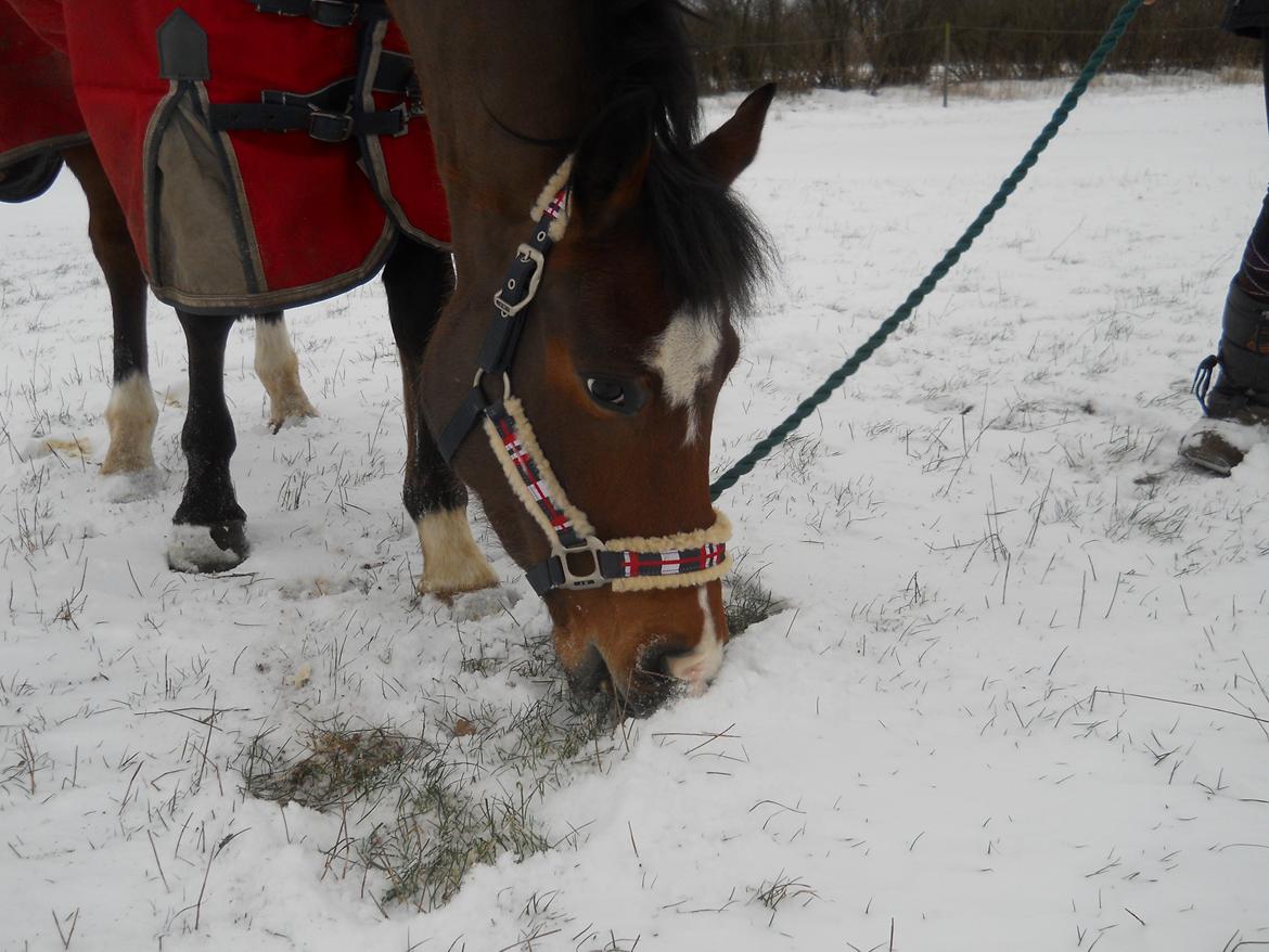 New Forest Egeballes Totilas [Tidl. hest] - Totte hygger i sneen billede 10