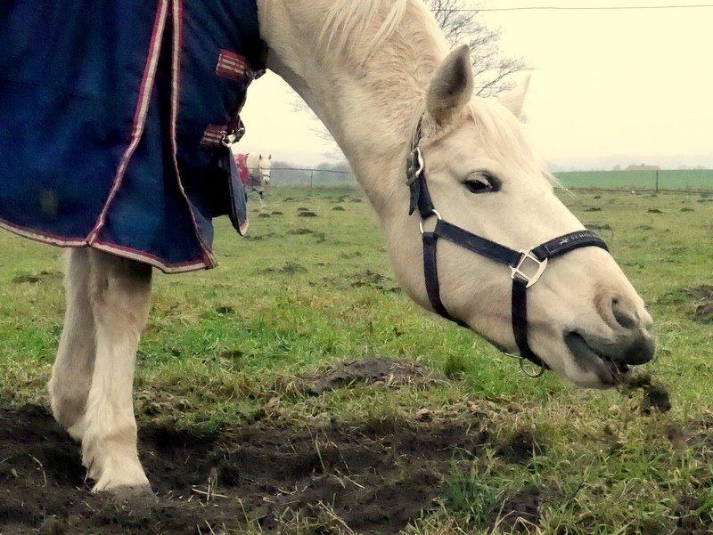 Palomino Bailey billede 1