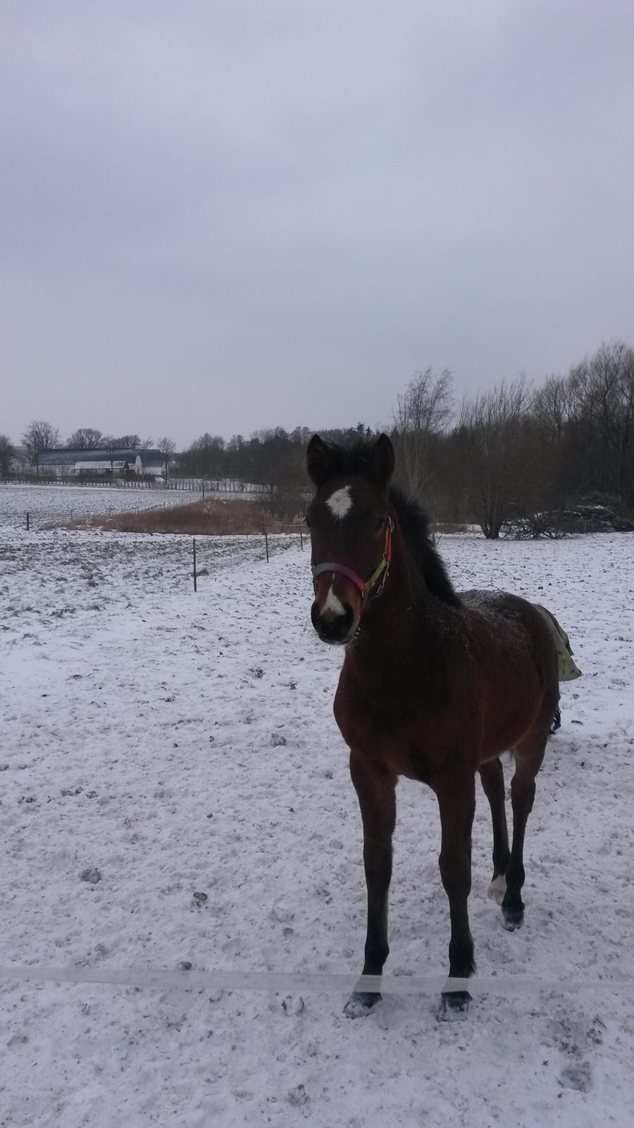 Anden særlig race Spyro billede 19