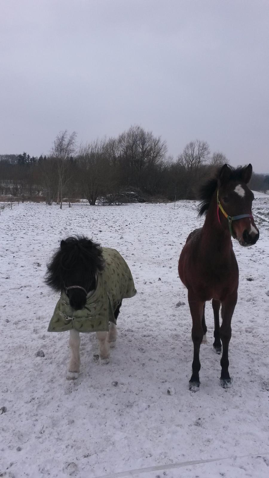 Anden særlig race Spyro billede 20