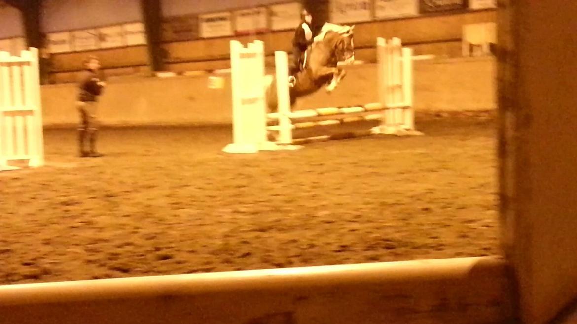 Knabstrupper Tessa billede 8