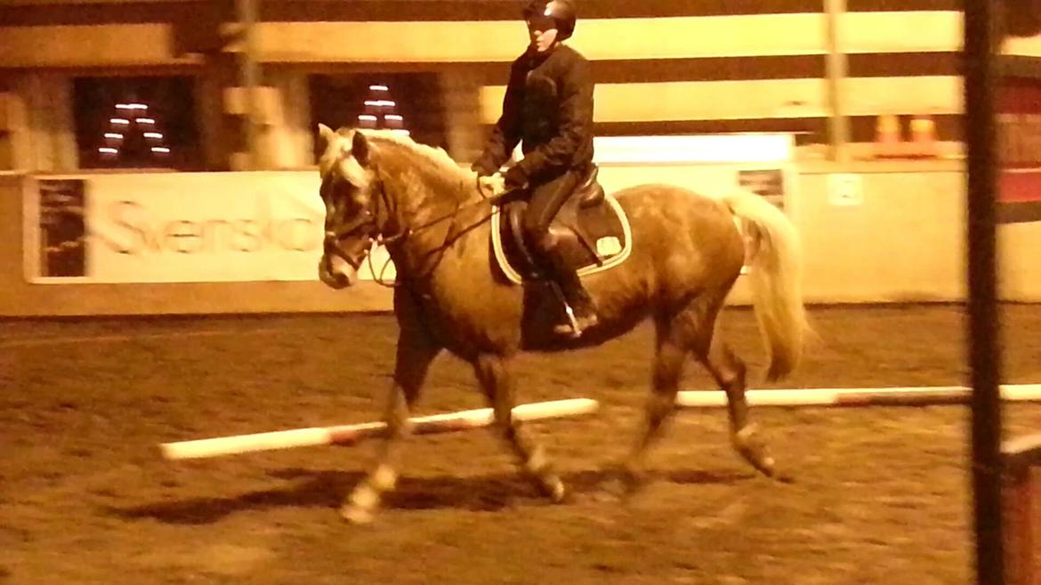 Knabstrupper Tessa billede 9