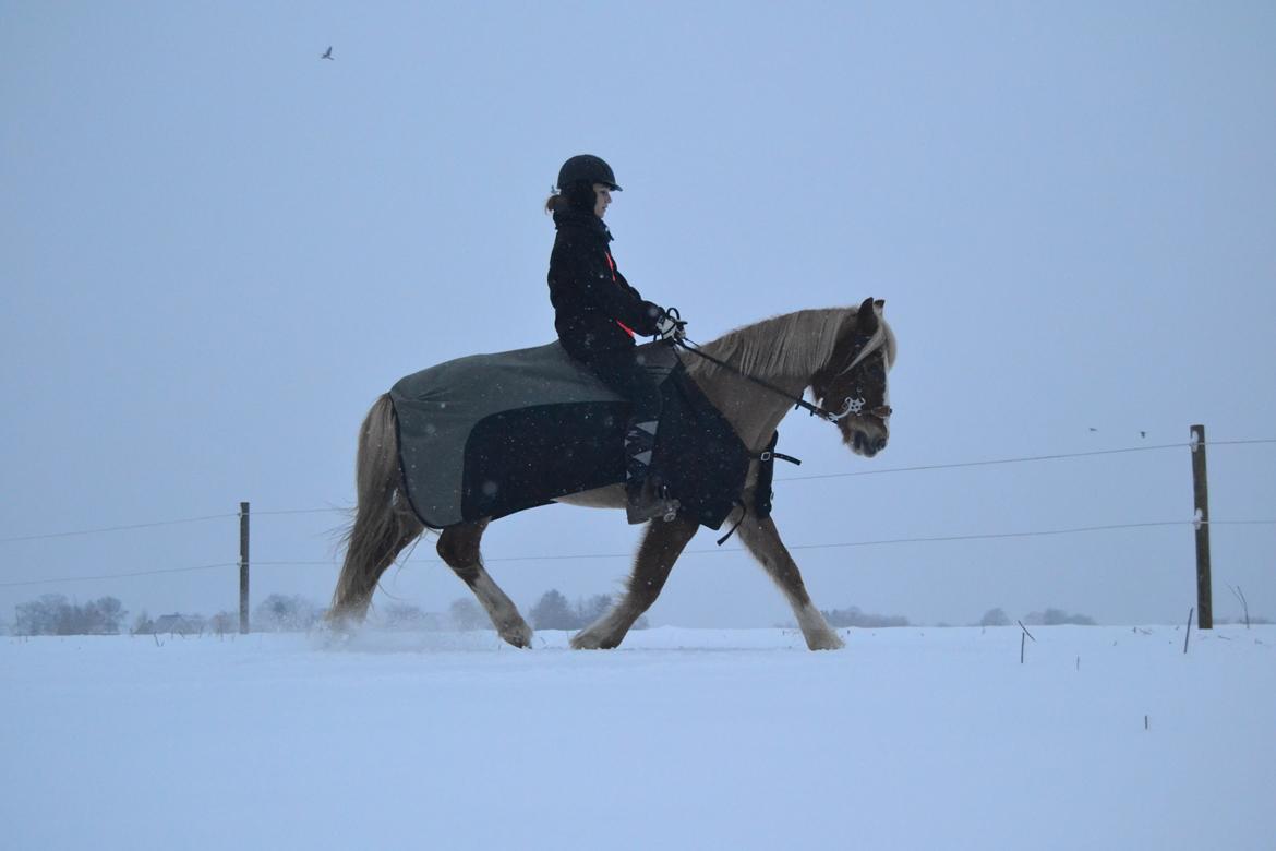 Welsh Cob (sec D) | Glanvyrnwy Olwena - Ridning i sneen. ♥ Januar 2014. billede 8