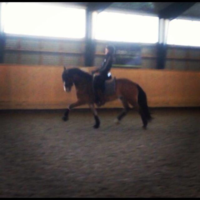 Welsh Cob (sec D) Fjordglimt Mr. Kennedy billede 9
