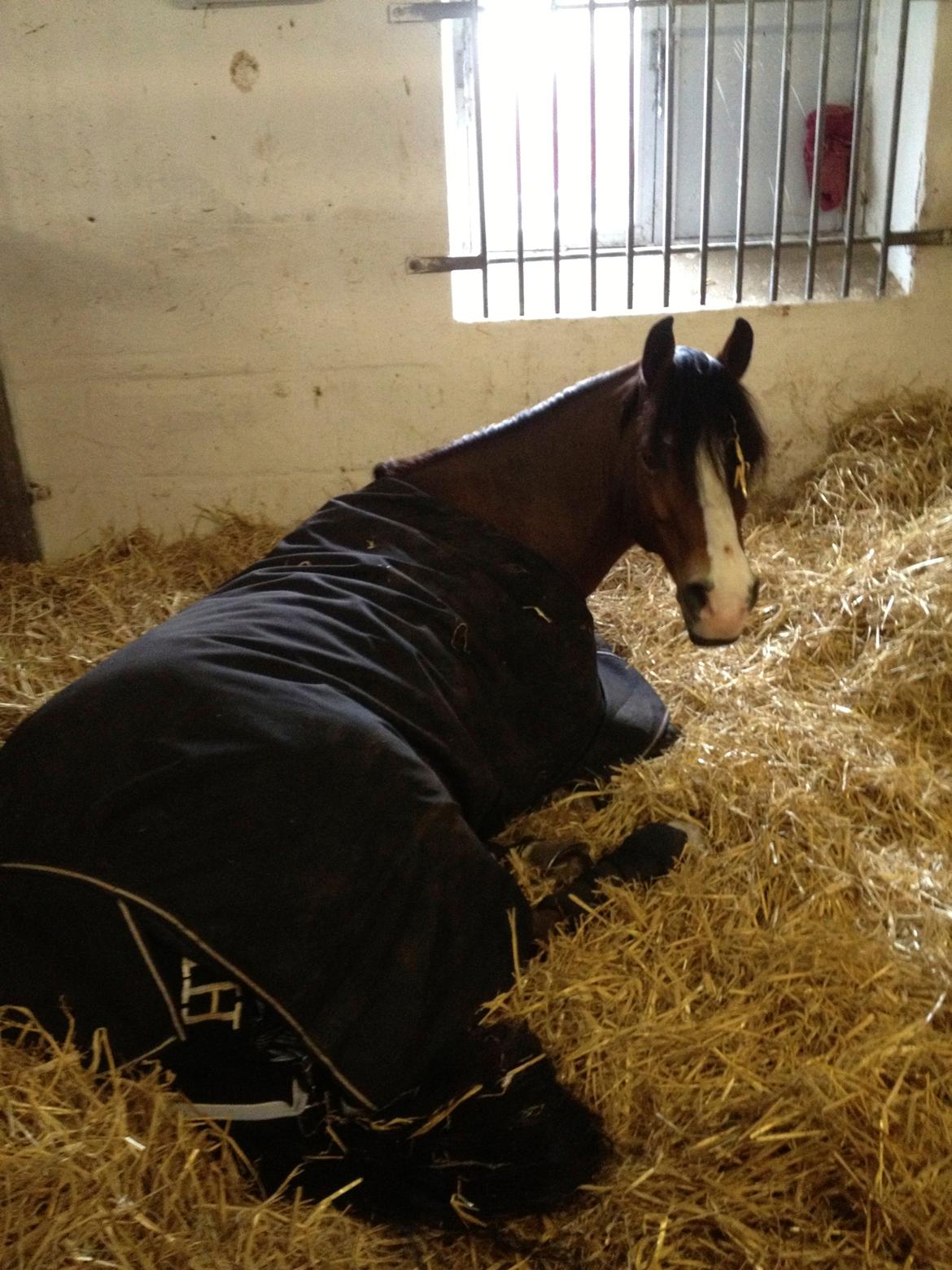 Welsh Cob (sec D) Fjordglimt Mr. Kennedy billede 11