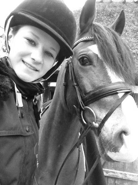 Welsh Cob (sec D) Fjordglimt Mr. Kennedy billede 13