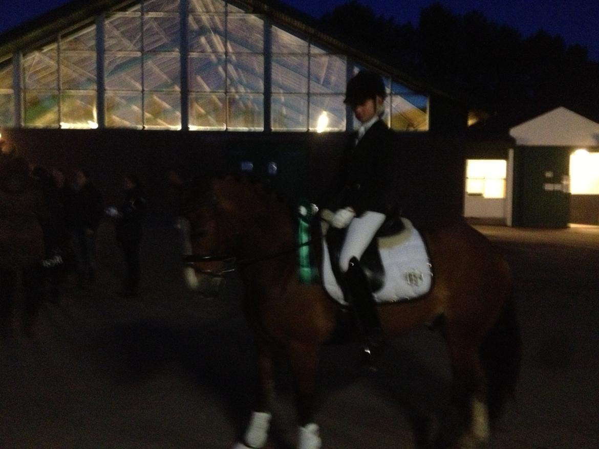 Welsh Cob (sec D) Fjordglimt Mr. Kennedy billede 15