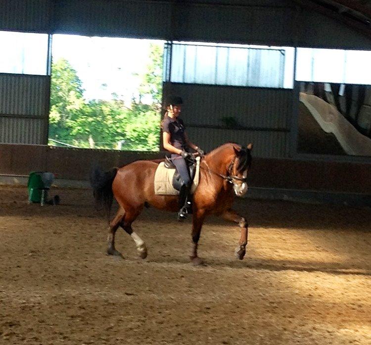 Welsh Cob (sec D) Fjordglimt Mr. Kennedy billede 3