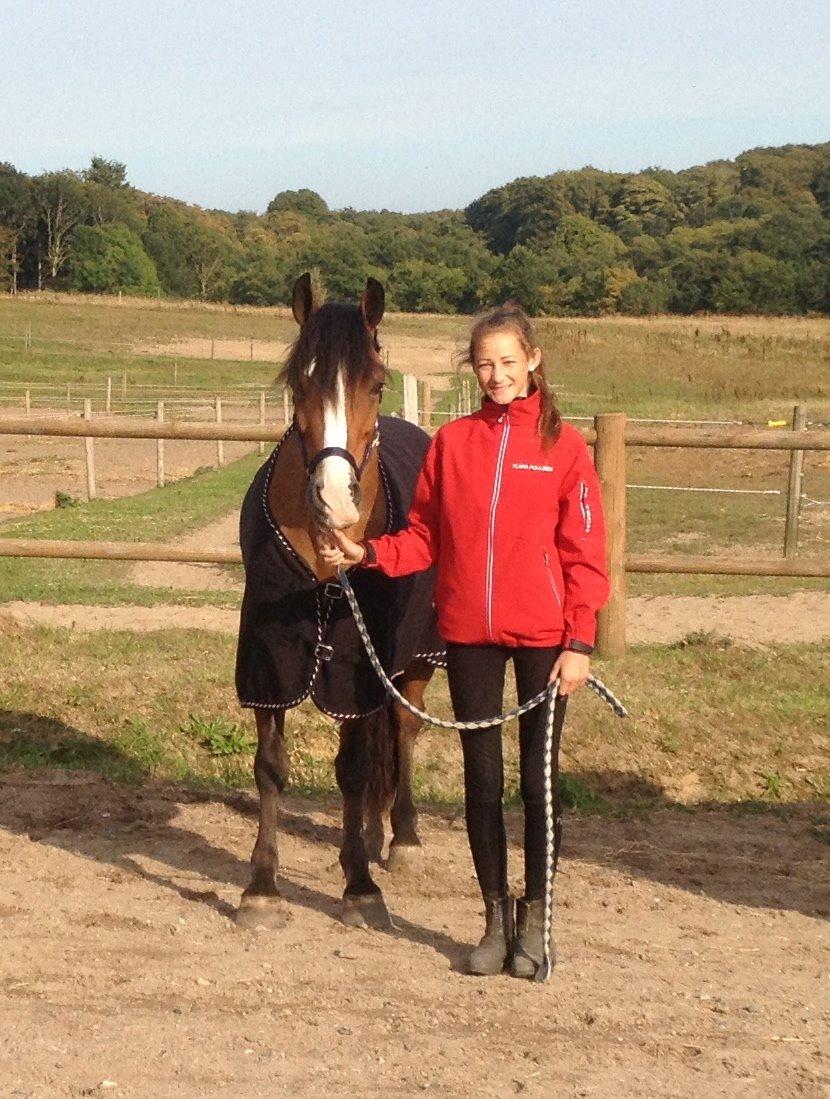 Welsh Cob (sec D) Fjordglimt Mr. Kennedy billede 8