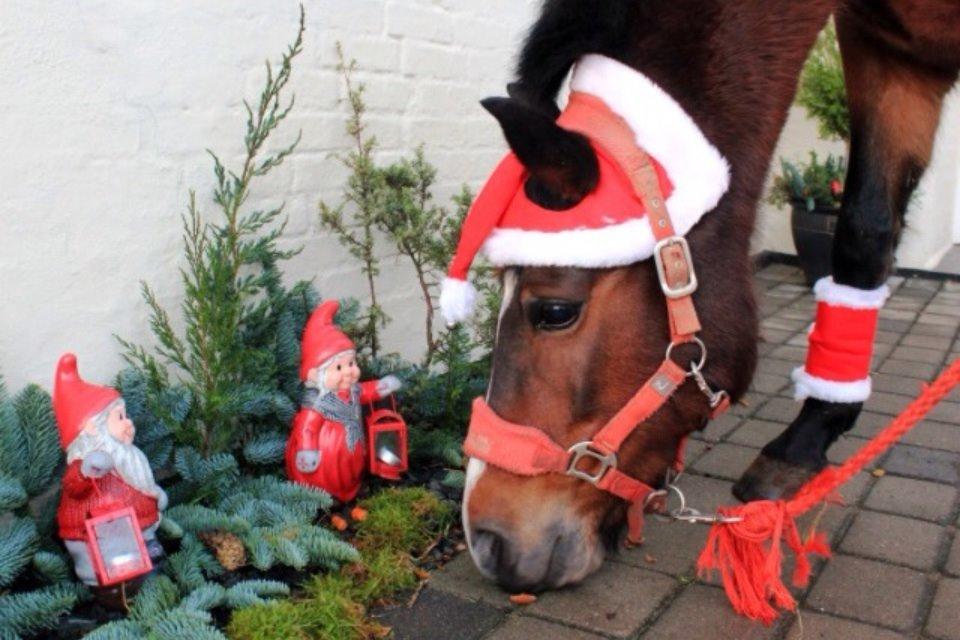 New Forest Elmholts Elina billede 20