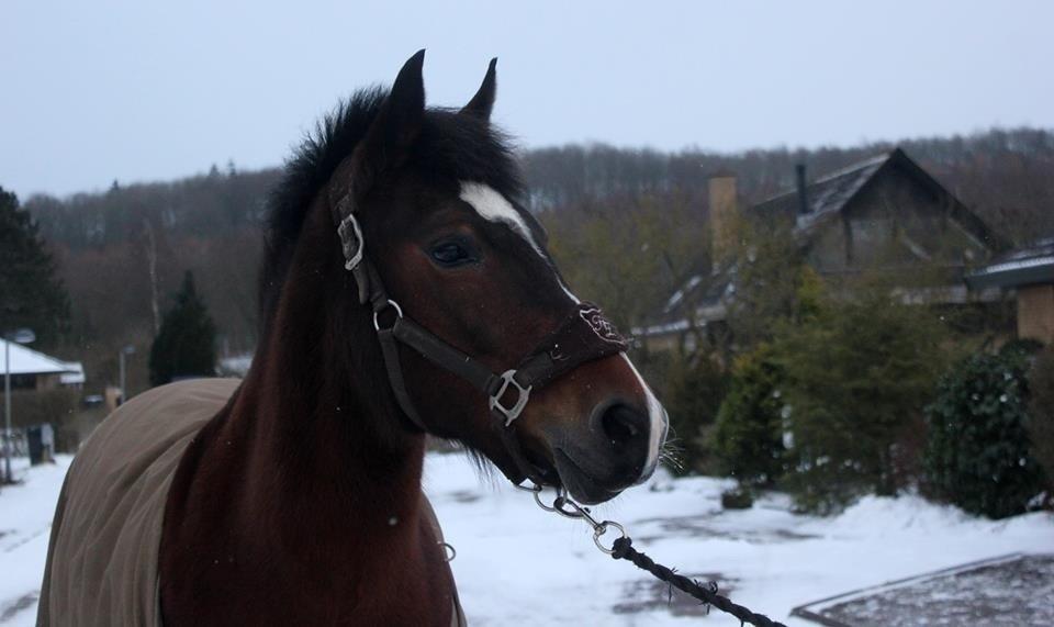 New Forest Elmholts Elina billede 22