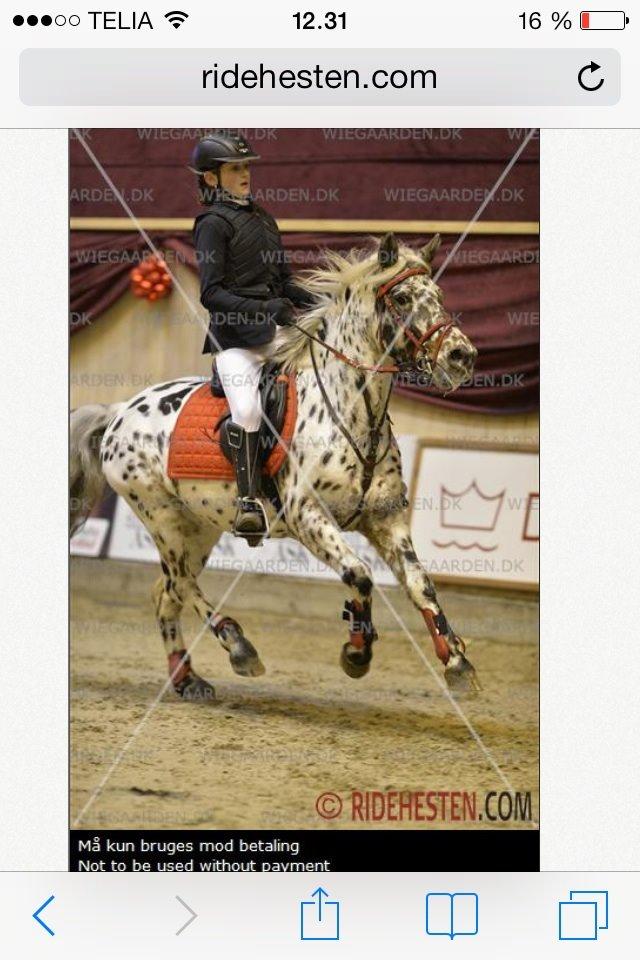 Knabstrupper Amigo (Bandit) billede 16