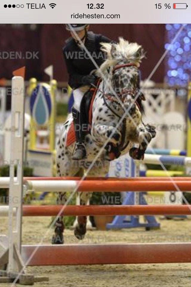 Knabstrupper Amigo (Bandit) billede 17