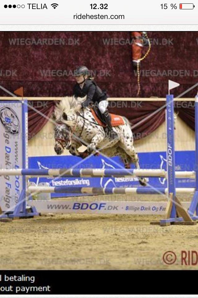 Knabstrupper Amigo (Bandit) billede 18