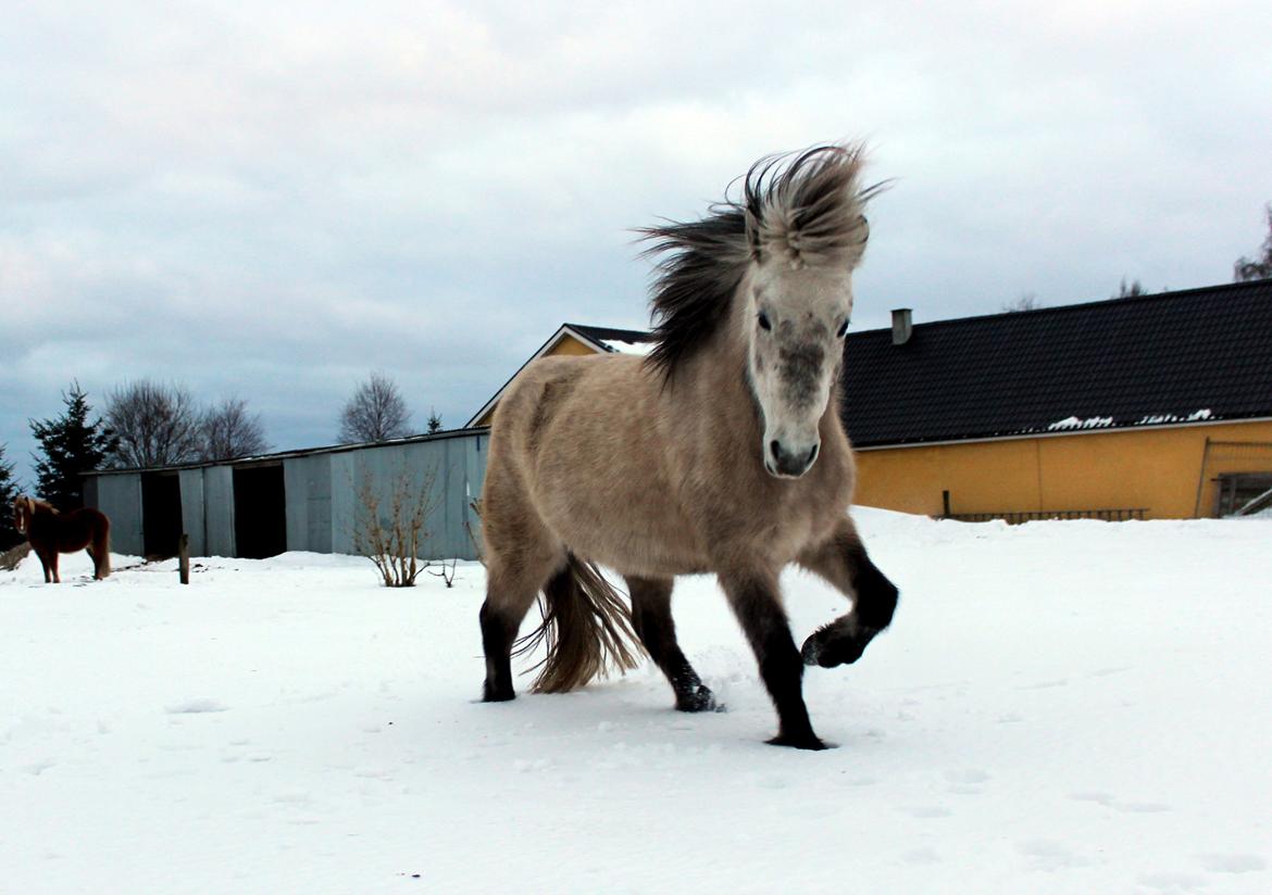 Islænder Disa fra Fruerlund - Disa kommervtilbage til mig. Jeg faldt i sneen idet vi løb om kap xD søde krikke dog! Vinter 2014 
Billede:Mig selv, tog det rent tilfældigt, men hun ser da meget godt ud :b  billede 35