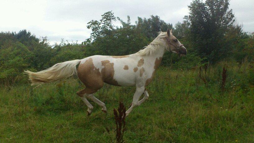 Anden særlig race Sweet Heart (Tweedy) - Jeg vil værre Væddeløbshest! 
-Sensommer 2013 <3 billede 15