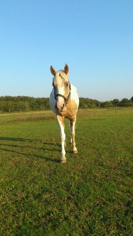 Anden særlig race Sweet Heart (Tweedy) - Hej! :D 
Vil du noget? <3
-Sommeren 2013 billede 14