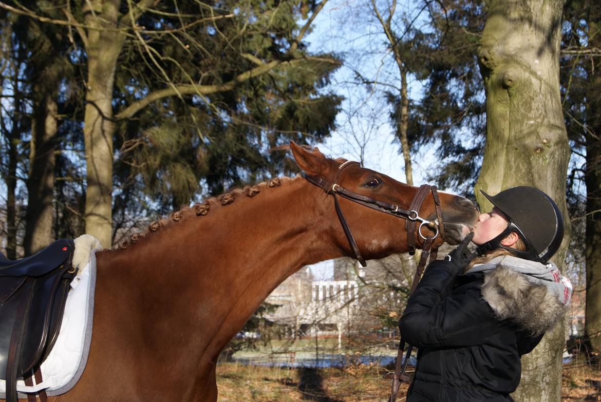 Anden særlig race Jo Morgan **B-PONY** billede 4