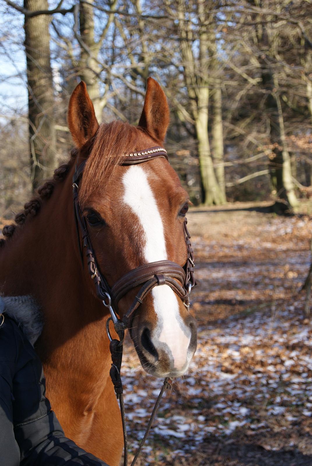 Anden særlig race Jo Morgan **B-PONY** billede 10