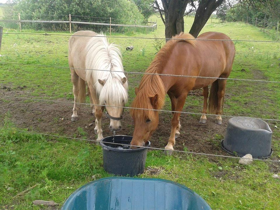 Islænder dagfari fra tøndborg - dagfari og depill billede 21